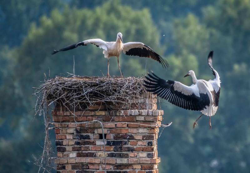 Expert Chimney Animal Removal in Bensenville, IL Professional Chimney Animal Removal Services in Bensenville, Illinois