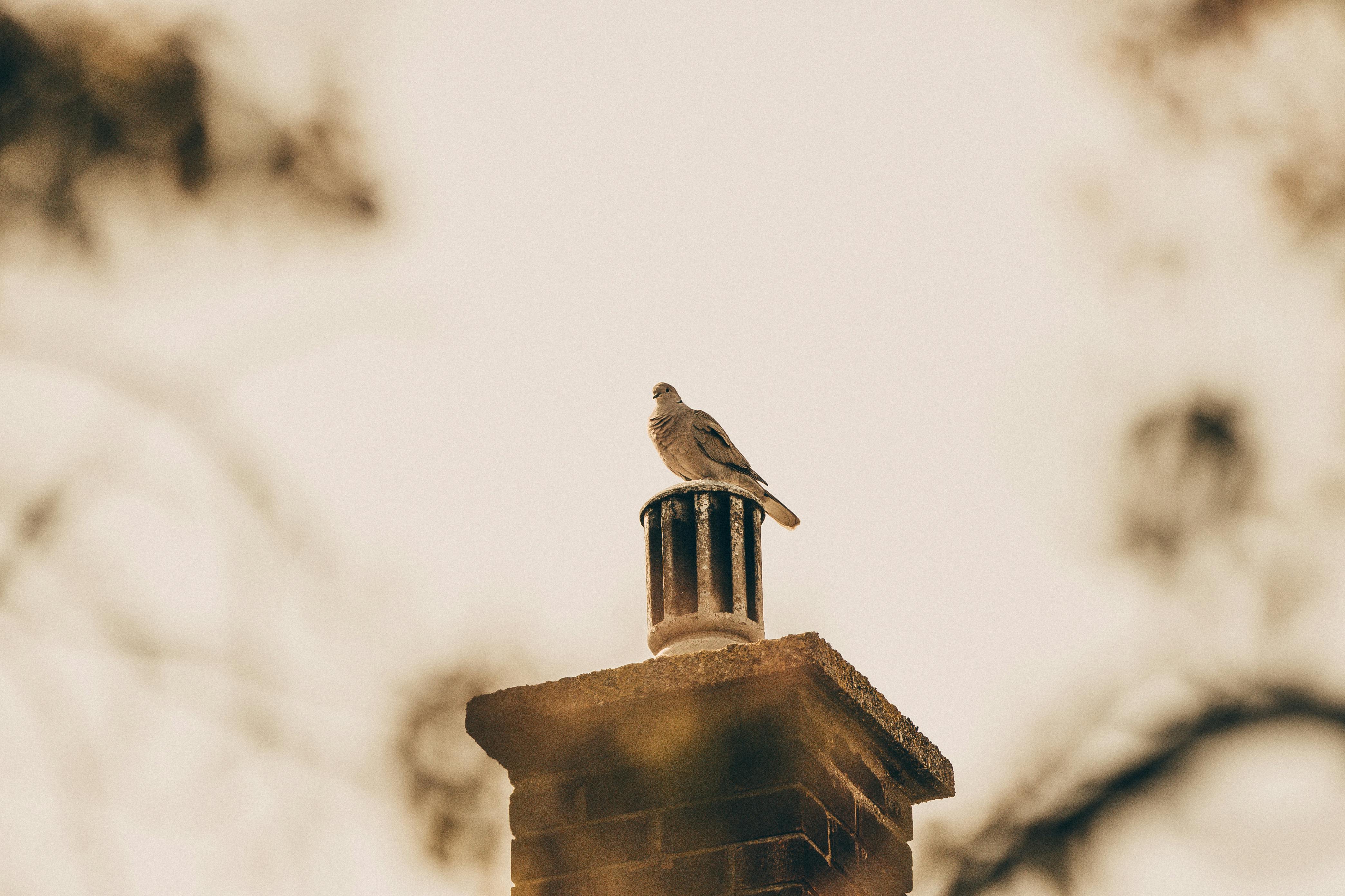 Professional Chimney Cap Installation Services in Bensenville, IL Expert Chimney Cap Installation in Bensenville, Illinois